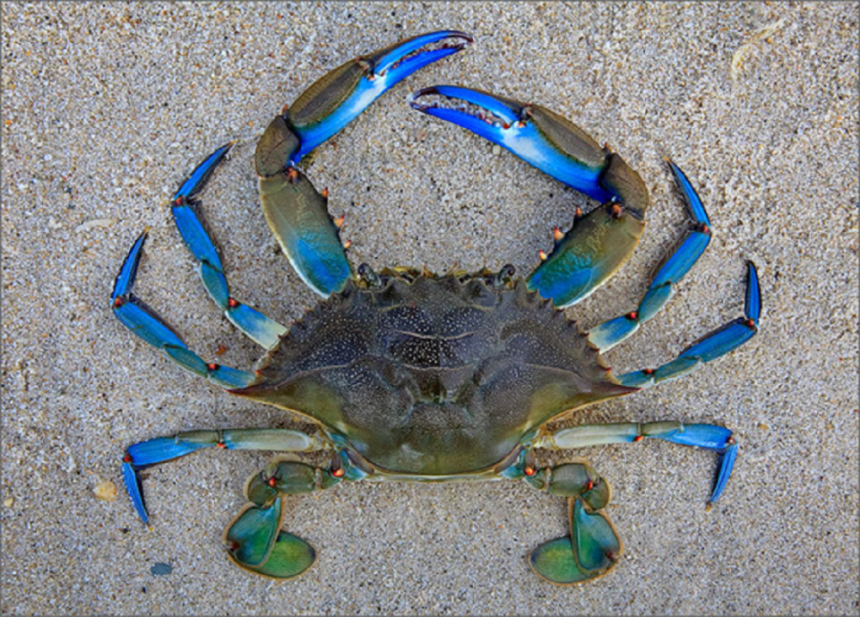 mplekavouri