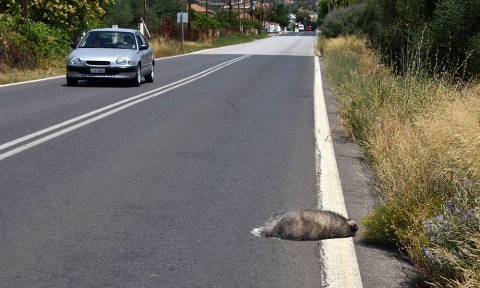 zoo dromos 2