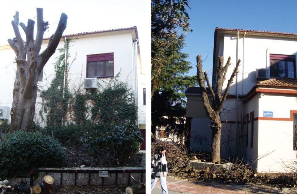 δέντρα κακοκομμένα στη Ζωσιμαία Βιβλιοθήκη Custom