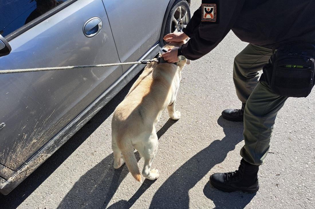 Πρώτα πρόστιμα για μη τσιπάρισμα δεσποζόμενων ζώων 52 Elegxoi Despozomena 1