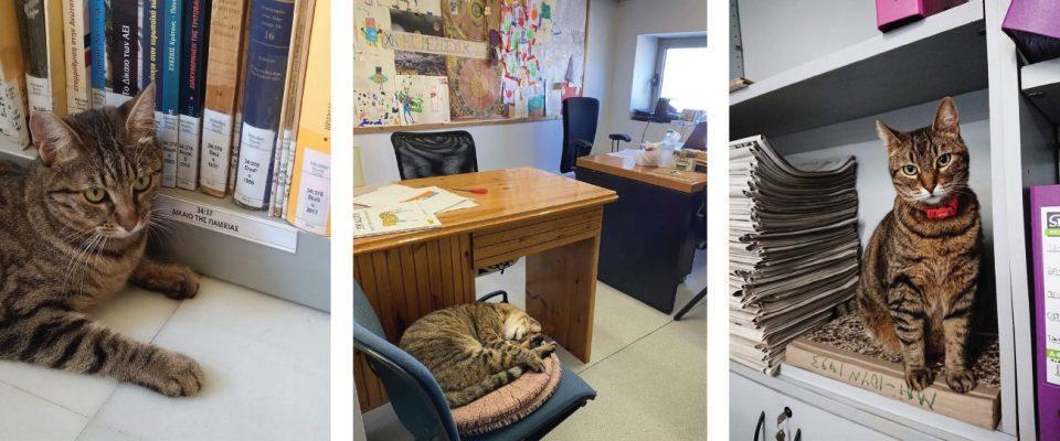 CATS WORKING PLACES Custom