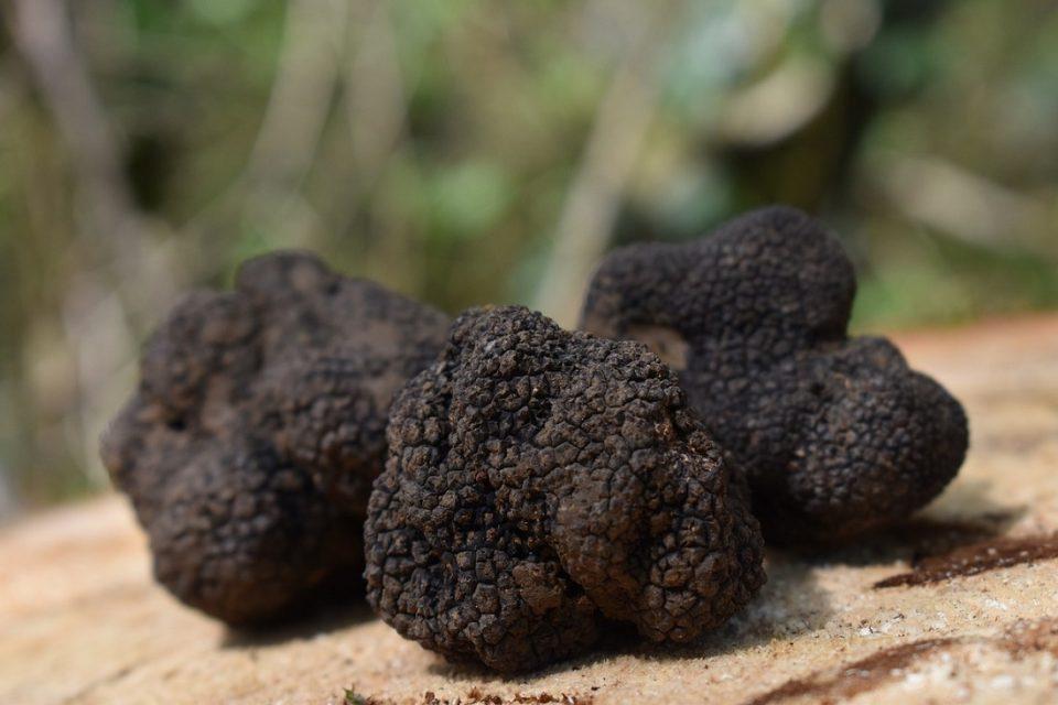 truffle mauri.troufa
