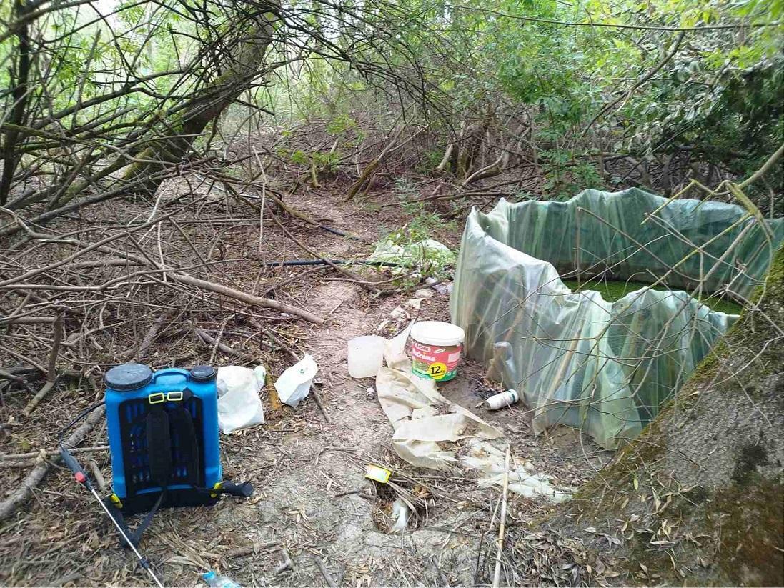Καλλιέργεια κάνναβης σε βατώδη περιοχή του Λούρου Πρέβεζας 52 kalliergeia Kannavis Louros 2