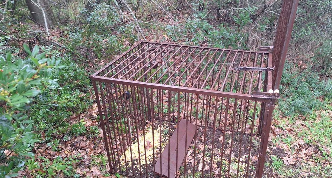 pagida agriogourouna