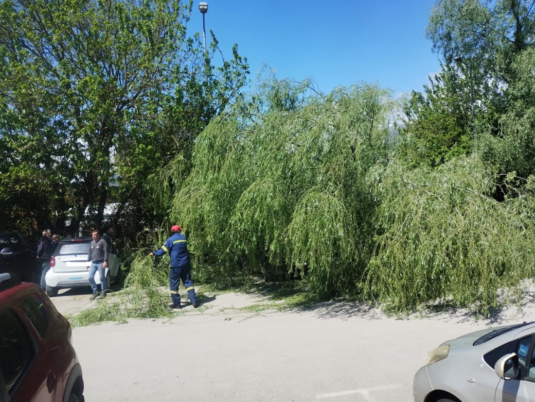 ptwsi dentrwn KTEL 1