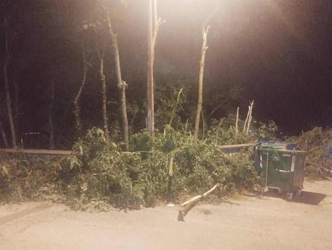 Frontzos Koph dentrwn 3