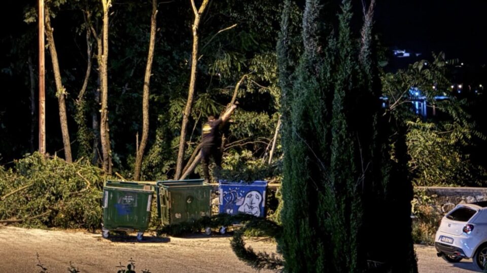 Frontzos Koph dentrwn 5