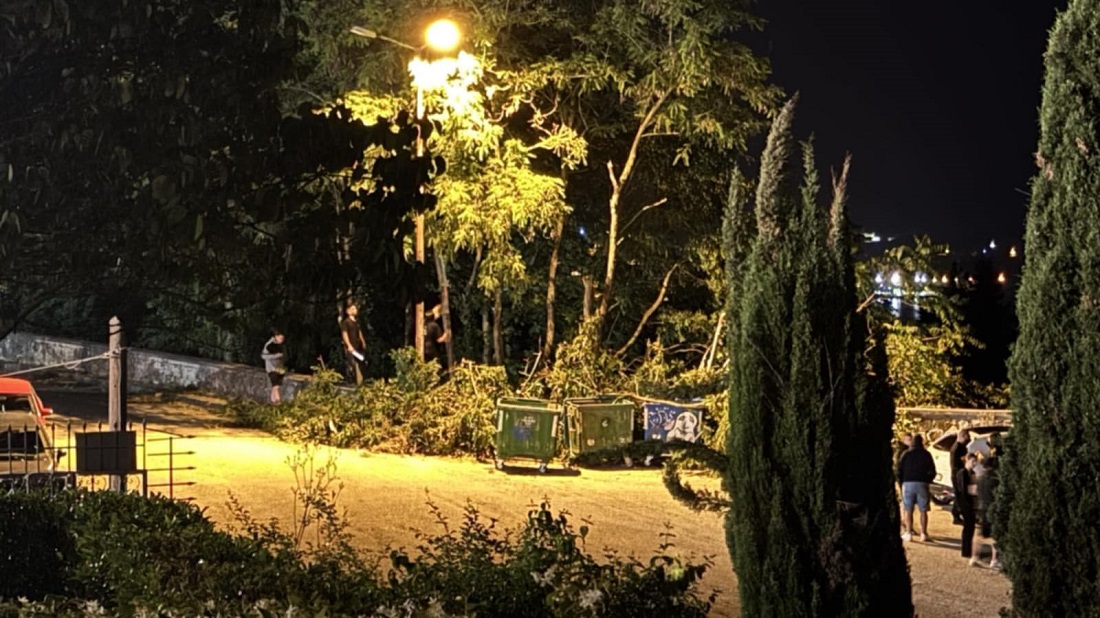 Frontzos Koph dentrwn 6