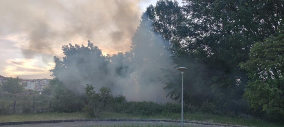 pyrkagia paralimnio3