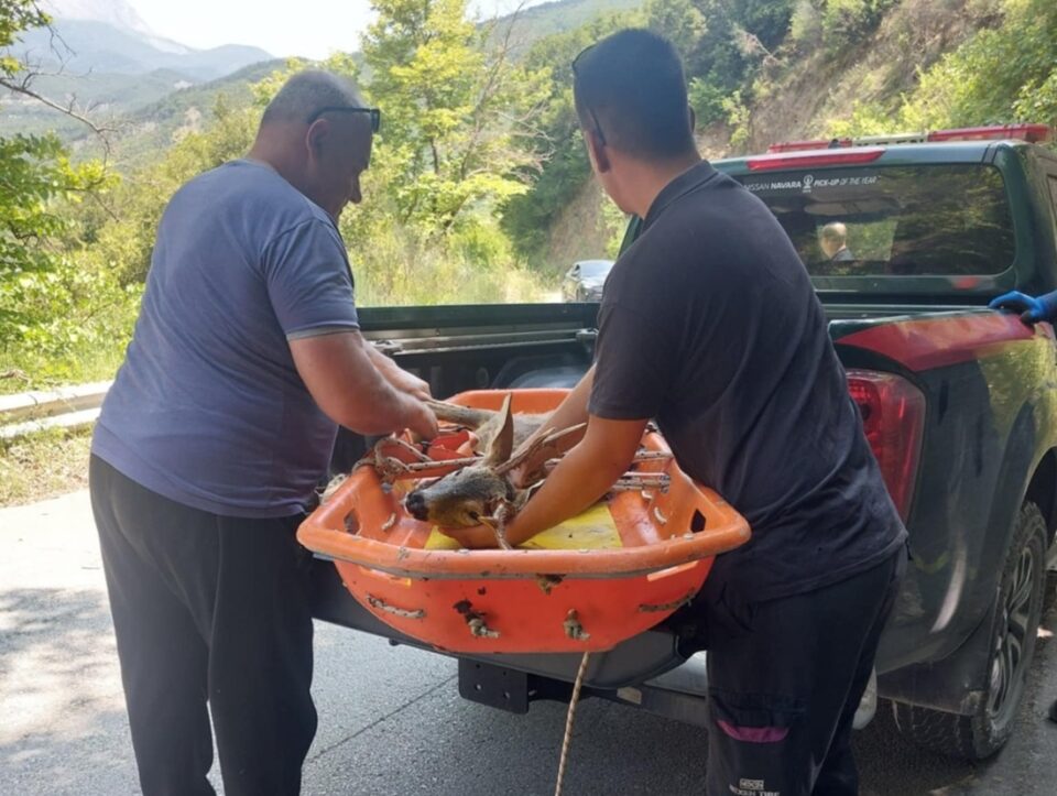 zarkadi Plaka diaswsi 2