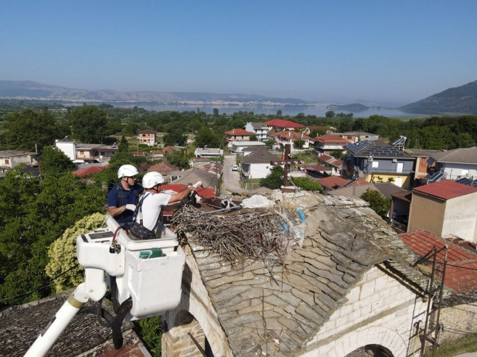 daktyliwseis pelargwn 2025 2