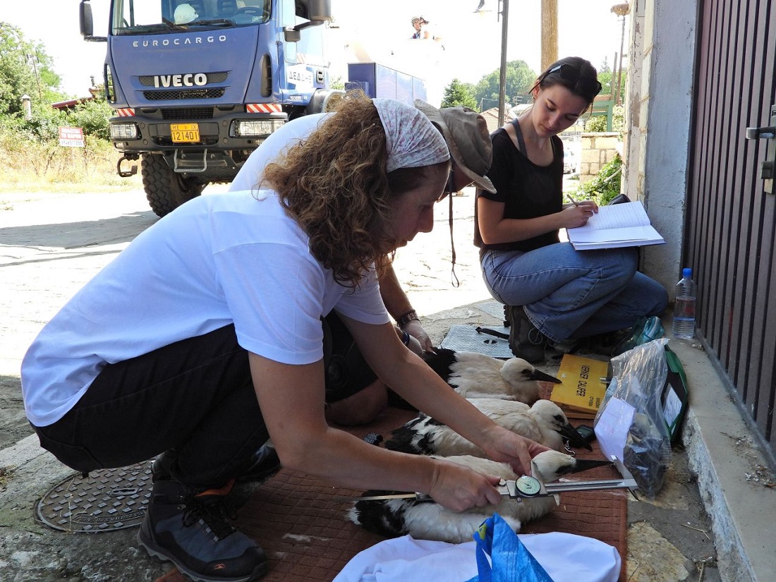 daktyliwseis pelargwn 2025 3