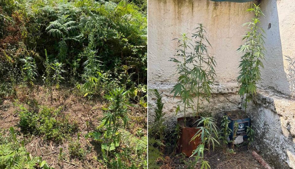 dendryllia mouzakaioi