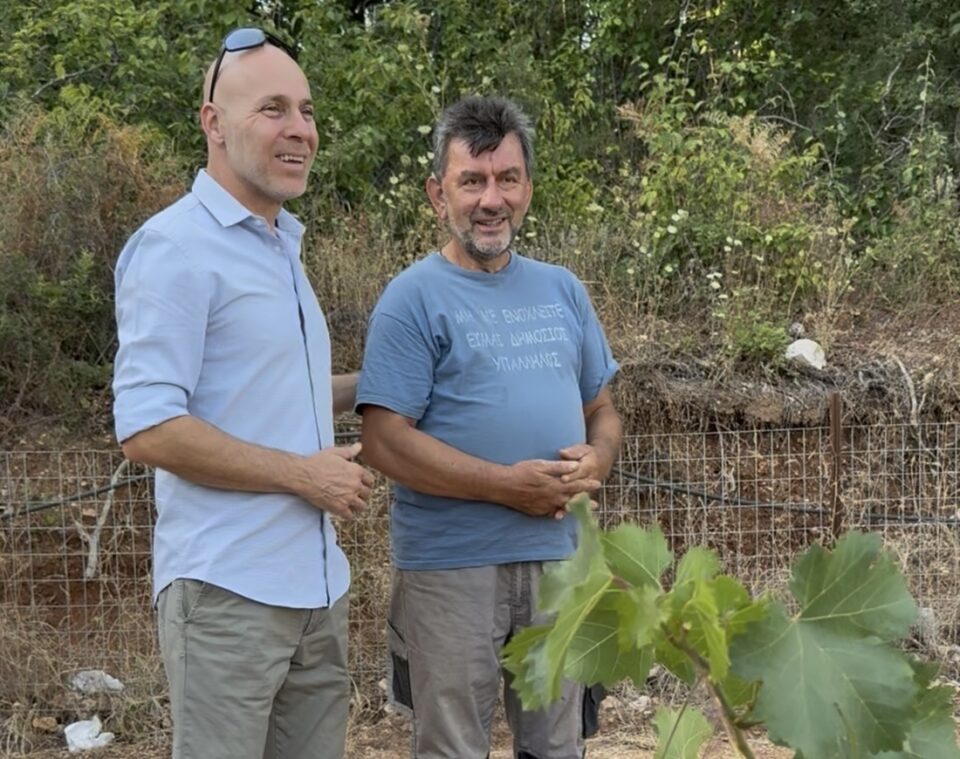 Amyras ampeli Zitsas