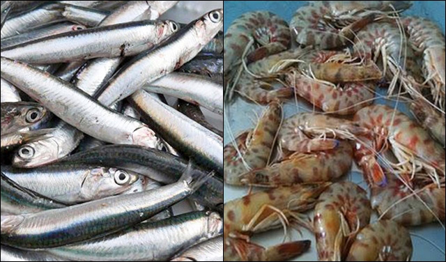 sardela garida Amvrakikou