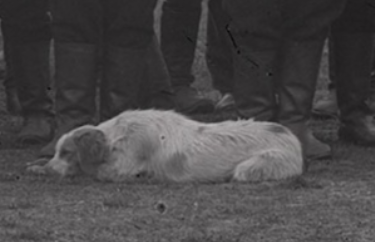 ipirotiko tsopanoskilo