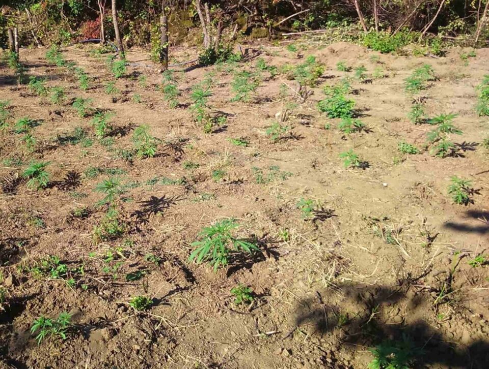 fyteia Kannavis Parakalamos 1