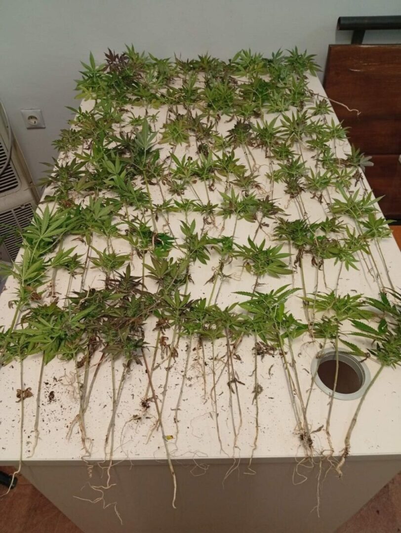 fyteia Kannavis Parakalamos 2 scaled