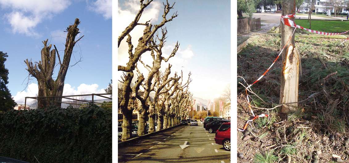 koutsouremena dentra alsos