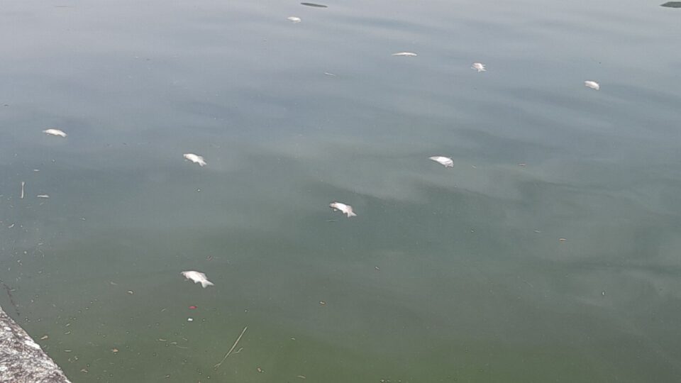 nekra psaria limni 2