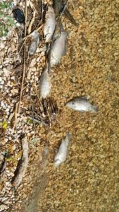 nekra psaria limni 3