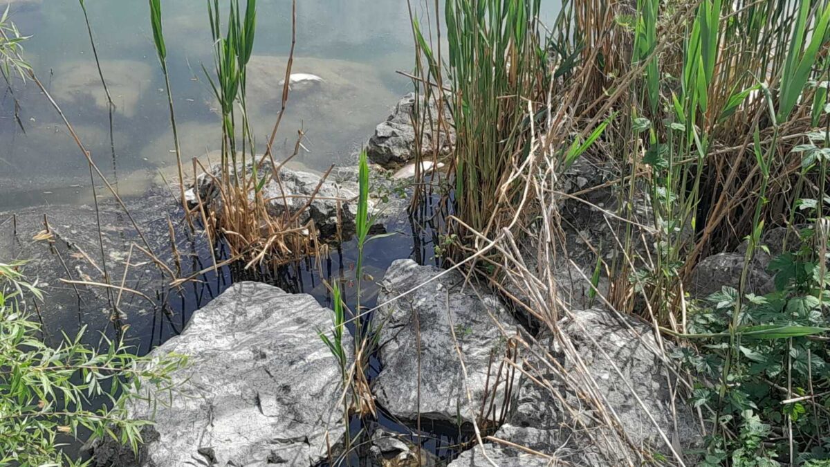 nekra psaria limni scaled