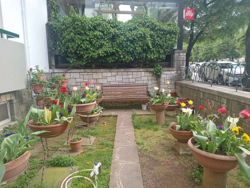 toulipes kipos Dwdwnis