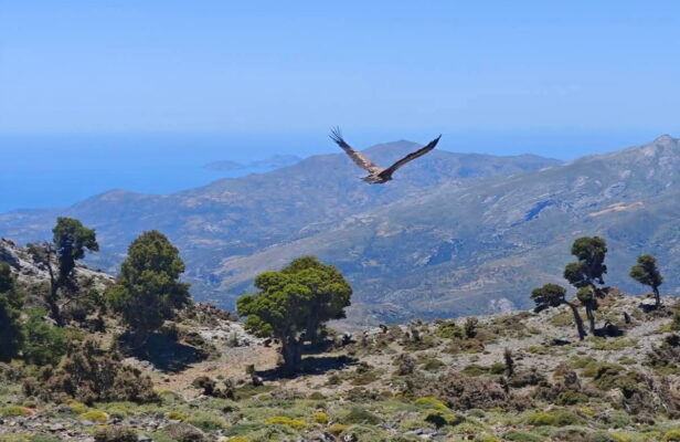aetos voreia pindos