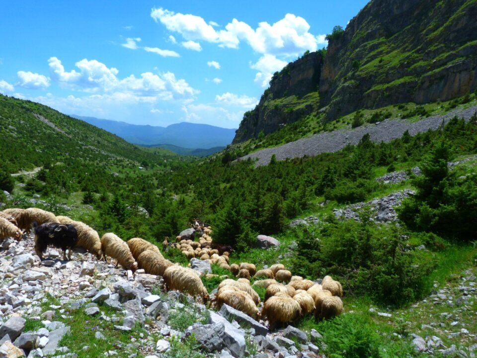 provata vouna